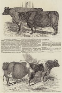 Mostra del bestiame del Smithfield Club